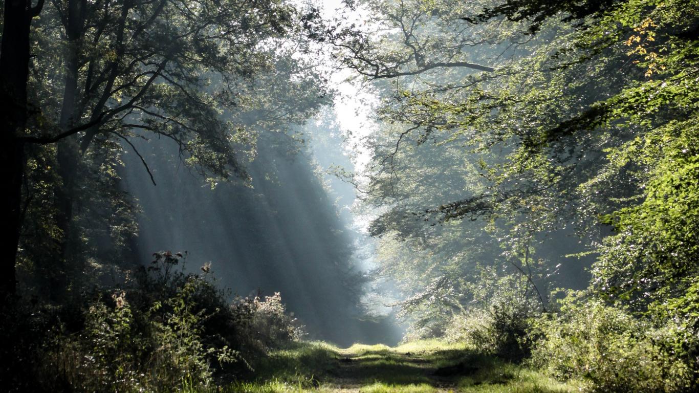 Route forestière