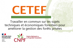 Logo Cetef