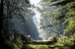 Route forestière