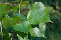 Feuilles peuplier