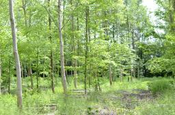 Plantation noyers âgée HDF