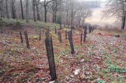 Plantation par bandes chêne (Cyril Retout CNPF)