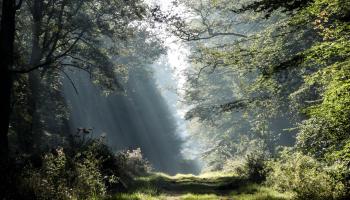Route forestière