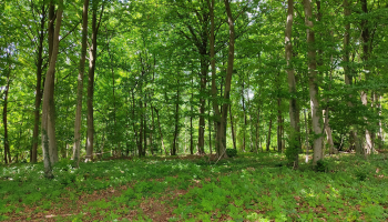 Futaie de feuillus mélangés