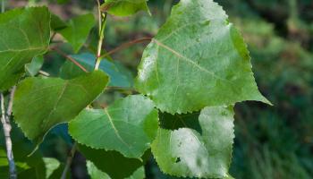 Feuilles peuplier