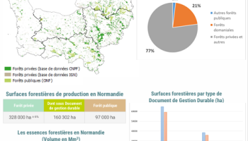 Forêt normande