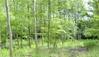 Plantation noyers âgée HDF