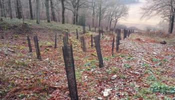 Plantation par bandes chêne (Cyril Retout CNPF)