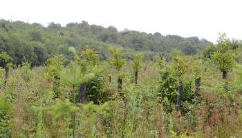Plantation mixte douglas châtaignier