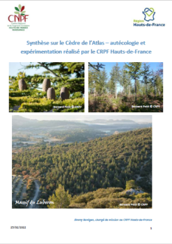 Synthèse Cèdre de l'Atlas en Hauts-de-France- 2022