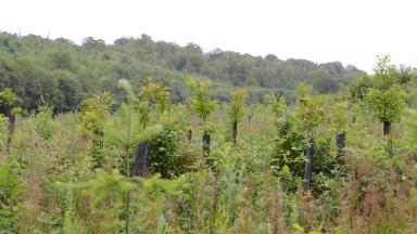 Plantation mixte douglas châtaignier