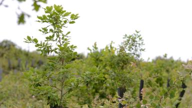 Plantation feuillue mélangée (Tess De Backer CNPF)