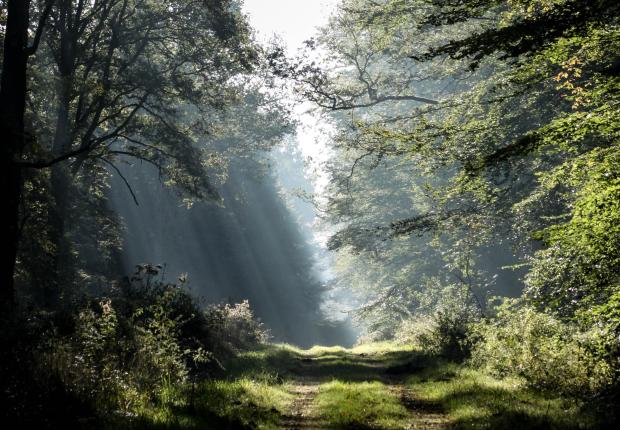 Route forestière
