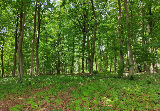 Futaie de feuillus mélangés