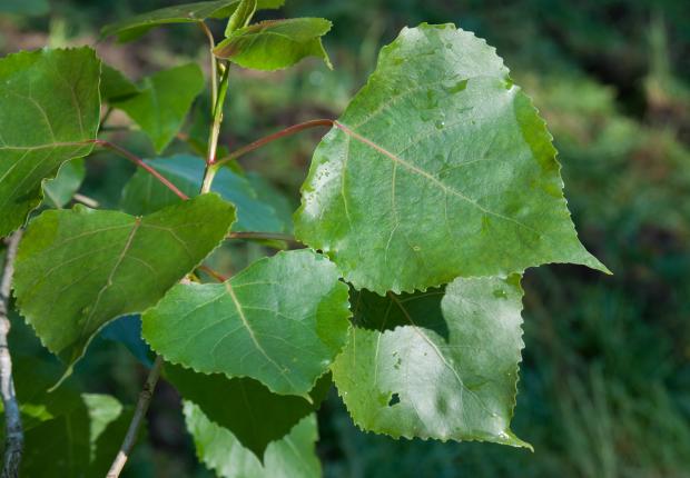 Feuilles peuplier