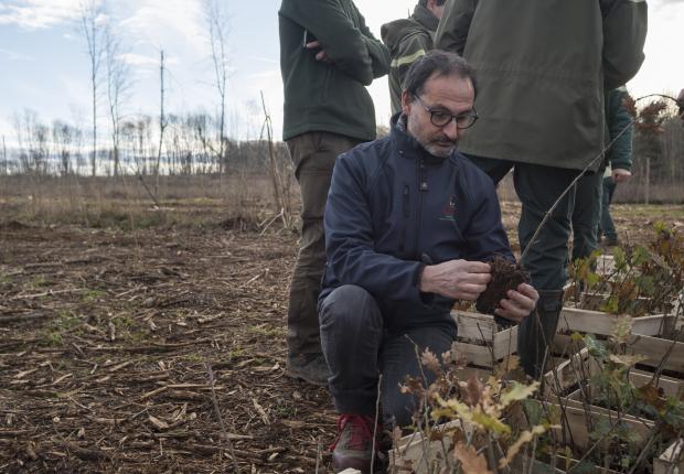 Plantation chênes pubescents