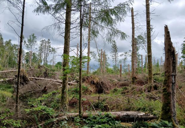 Peuplement après tempête (50)