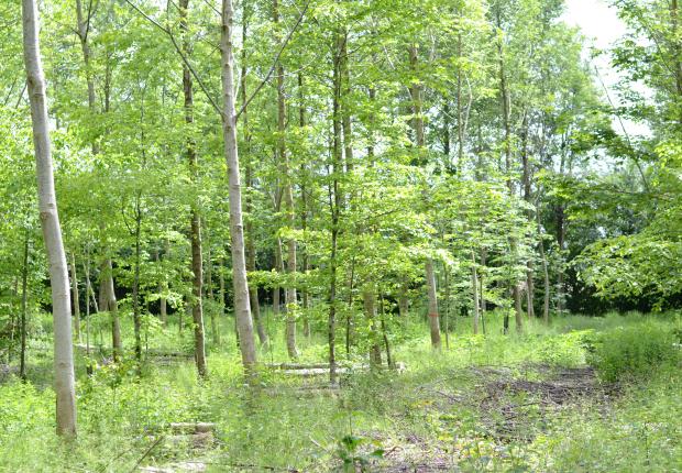 Plantation noyers âgée HDF