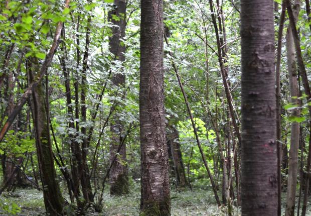 Ligne merisiers (Tess De Backer CNPF)