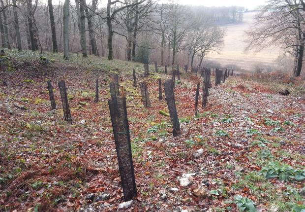 Plantation par bandes chêne (Cyril Retout CNPF)