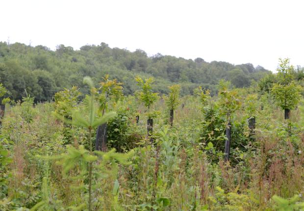 Plantation mixte douglas châtaignier