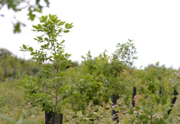 Plantation feuillue mélangée (Tess De Backer CNPF)