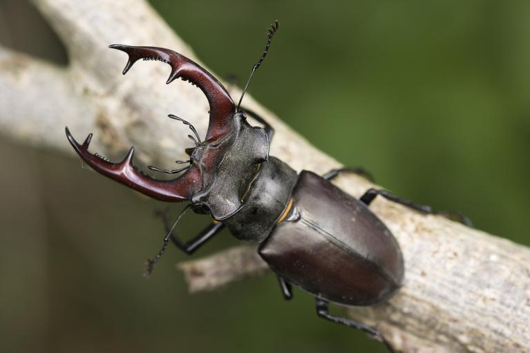 Lucane cerf-volant - CNPF