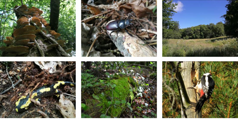 Biodiversité forêt