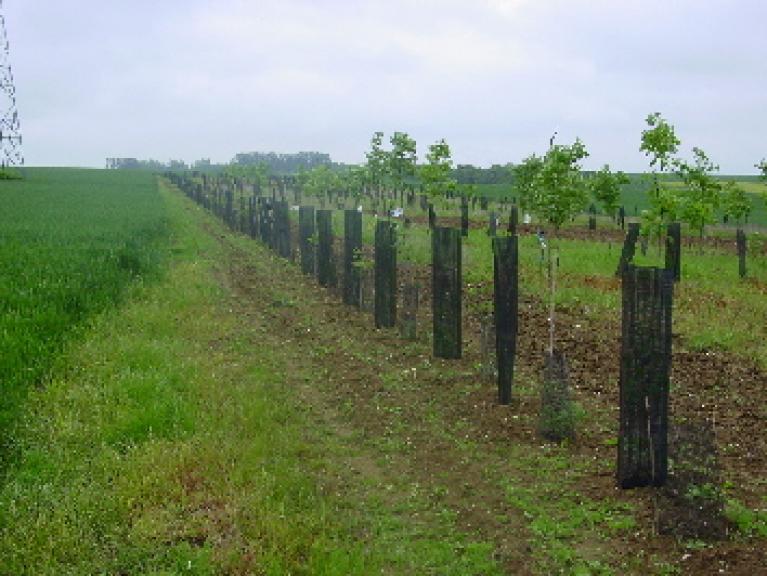 lignes de plantation dans un boisement de terre agricole