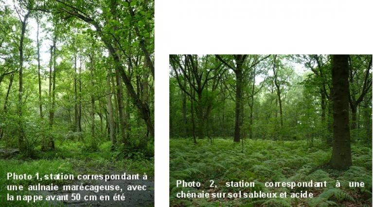photo 1 : aulnaie marécageuse, photo 2 : chênaie acidiphile