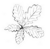 Feuille