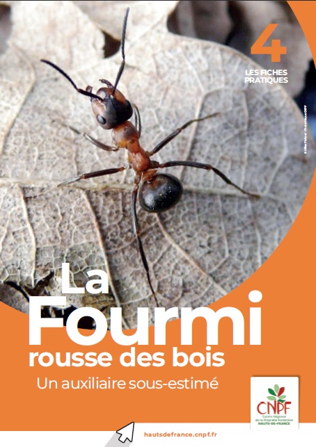 Fourmi