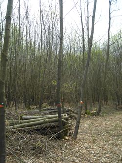 Photo Balivage de taillis de Châtaignier