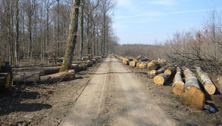 Vente de bois abattus bord de route
